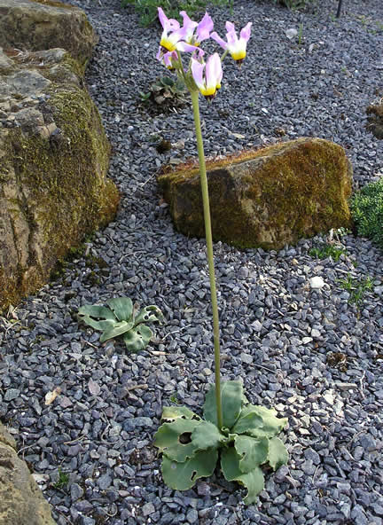 Dodecatheon clevelandii subsp. insulare wk (1).jpg